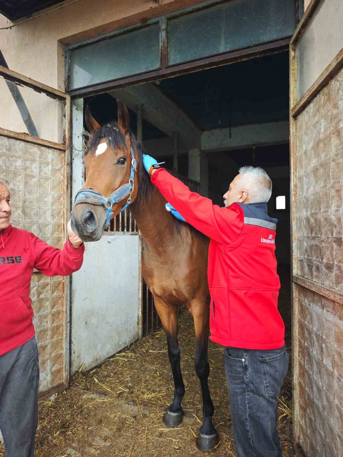 Bartın Kocareis\'te kısrağa sağlık kontrolü yapıldı, değeri 2 milyon TL\'ye ulaşabilir