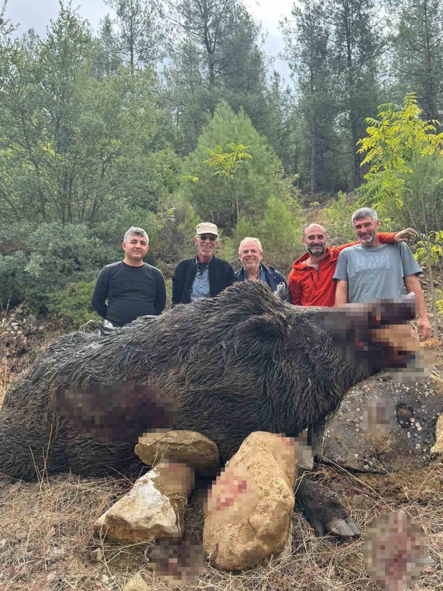 Bilecik'te mısır tarlalarını talan eden 350 kiloluk dev domuz avcılarca vuruldu