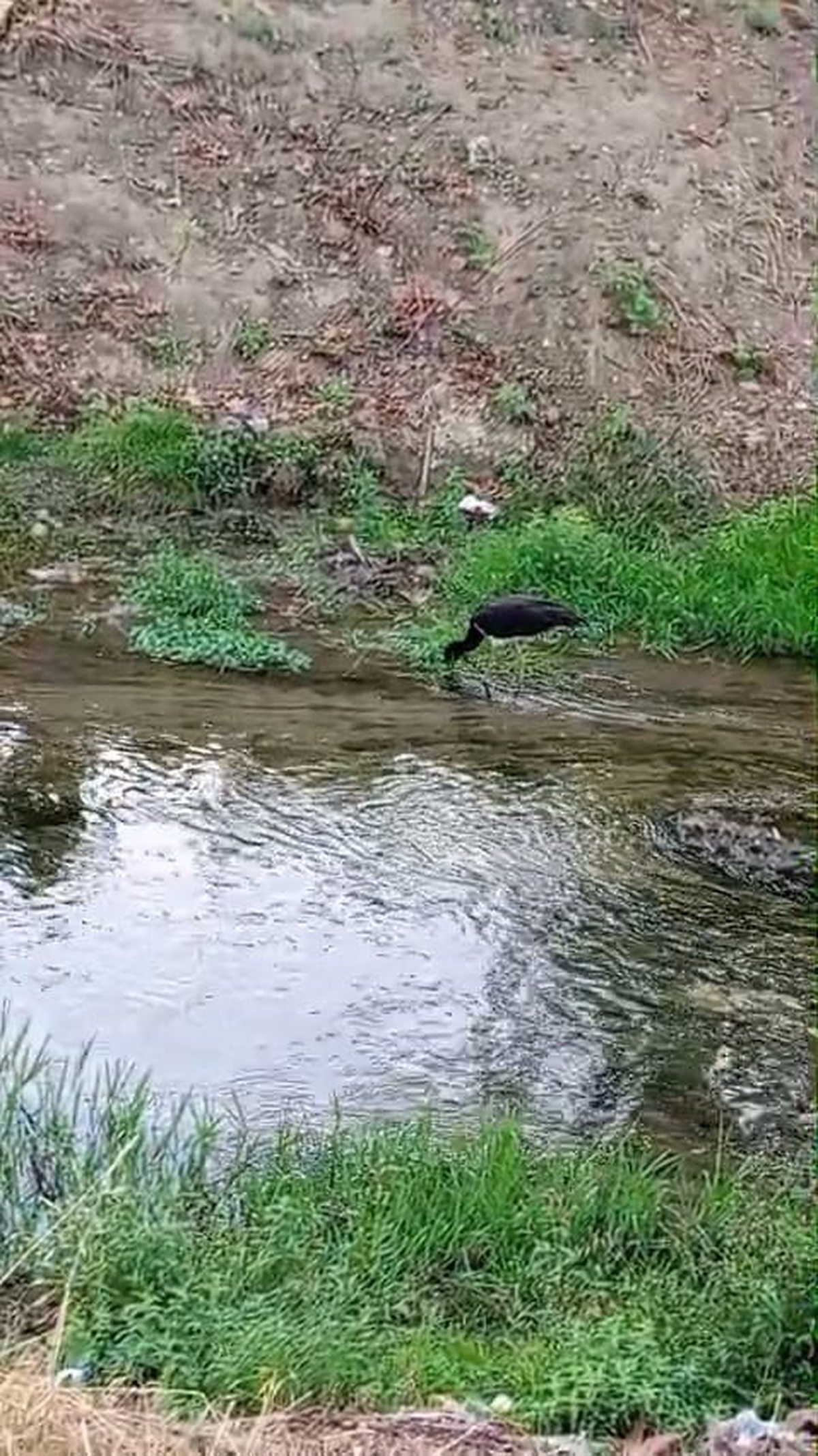 Bursa İnegöl\'de nadir rastlanan kara leylek, dere kenarında beslenirken kaydedildi