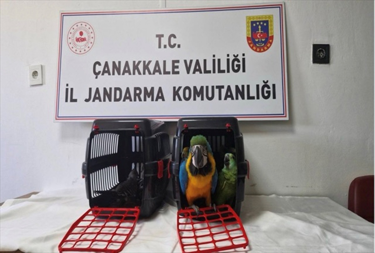Çanakkale\'de jandarmanın kaçakçılık operasyonunda 9 egzotik kuş ele geçirildi