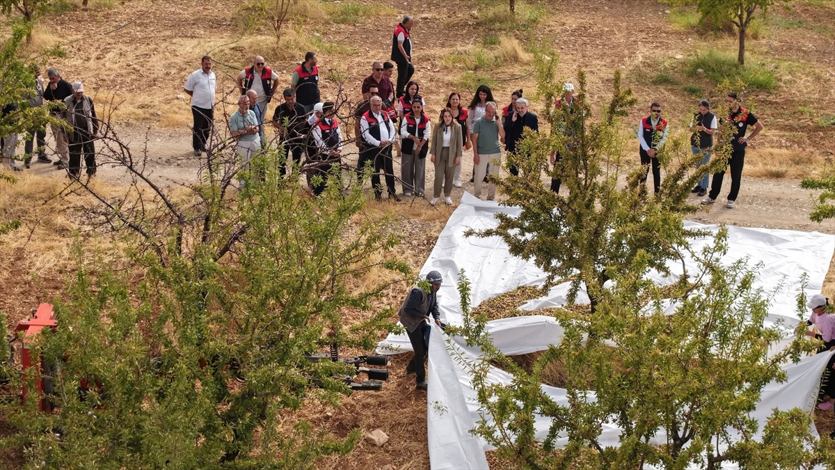 Elazığ Ağın\'da badem hasadına Kaymakam Tuğçe Yılmaz ve Başkan Şeref Çakar katıldı