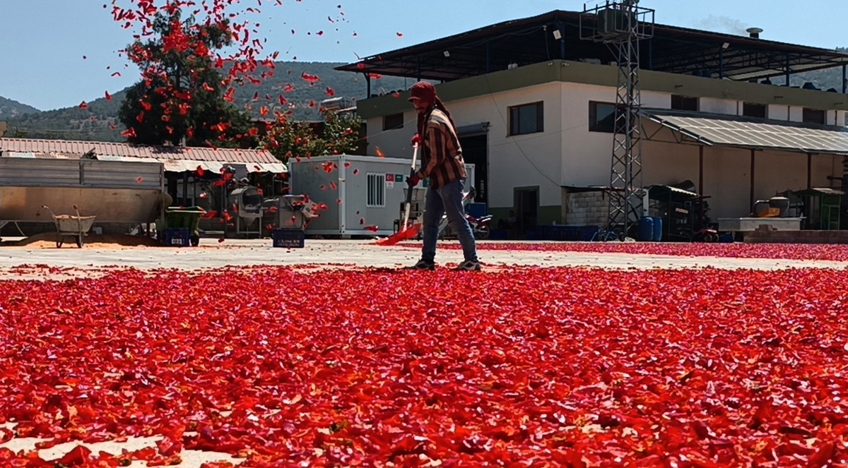 İslahiye biberi hasadında 8 bin tarım işçisi çalışıyor, rekoltede yüzde 20 kayıp var