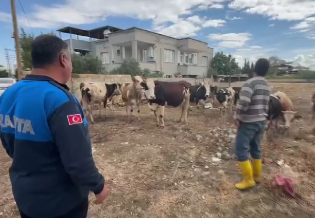 Gaziantep İslahiye\'de kayıp 17 büyükbaş, kulak küpesiyle sahibine teslim edildi