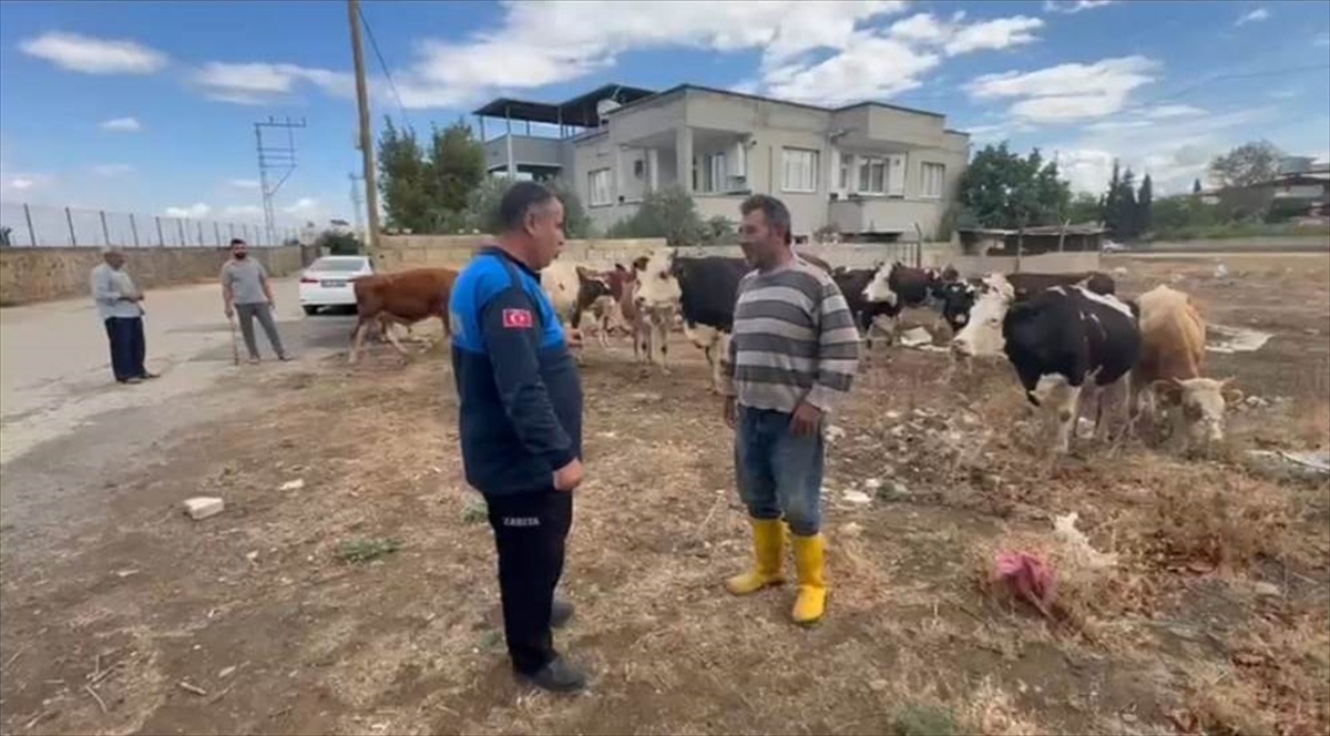 Zabıta ve tarım ekipleri, İslahiye\'deki 17 büyükbaşı küpesinden sahibine ulaştırdı