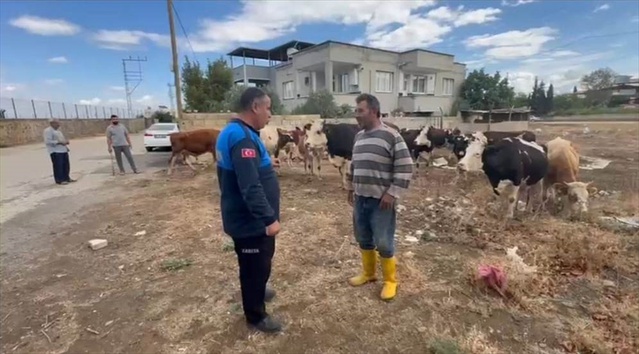 Zabıta ve tarım ekipleri, İslahiye'deki 17 büyükbaşı küpesinden sahibine ulaştırdı