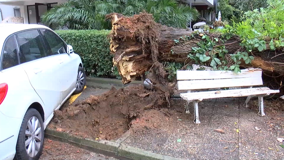 İstanbul Kadıköy\'de rüzgarın devirdiği ağaç park halindeki otomobile hasar verdi