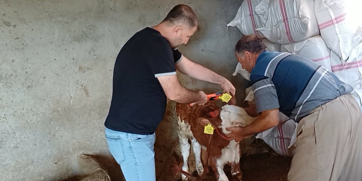 Şırnak\'ta veteriner ekipleri Bahçelievler, Şehrinuh\'ta hayvanları aşılayıp küpeliyor
