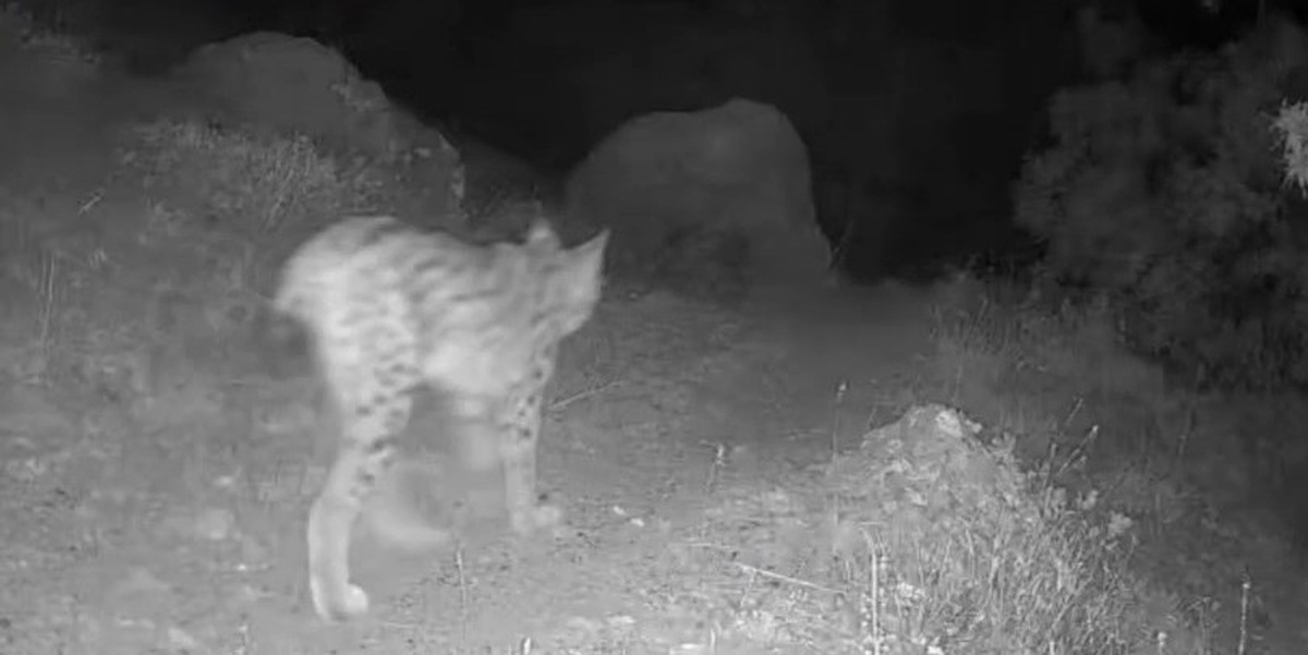Tunceli Pülümür\'de fotokapana kırmızı listedeki vaşak ve yaban hayvanları yansıdı