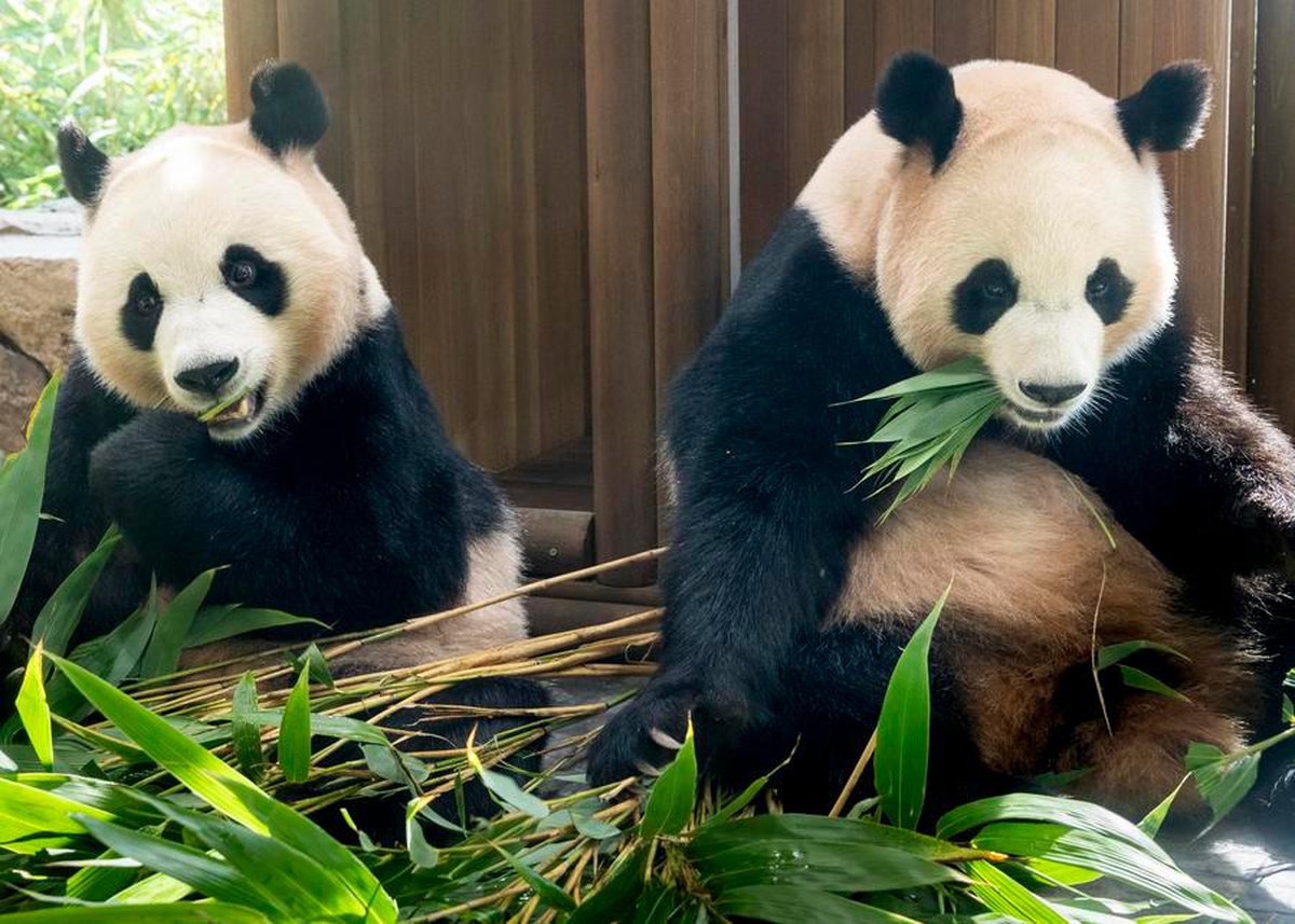 Dev panda ikizleri Rui Bao ile Hui Bao aralığın üçüncü haftasında Çin\'e dönecek