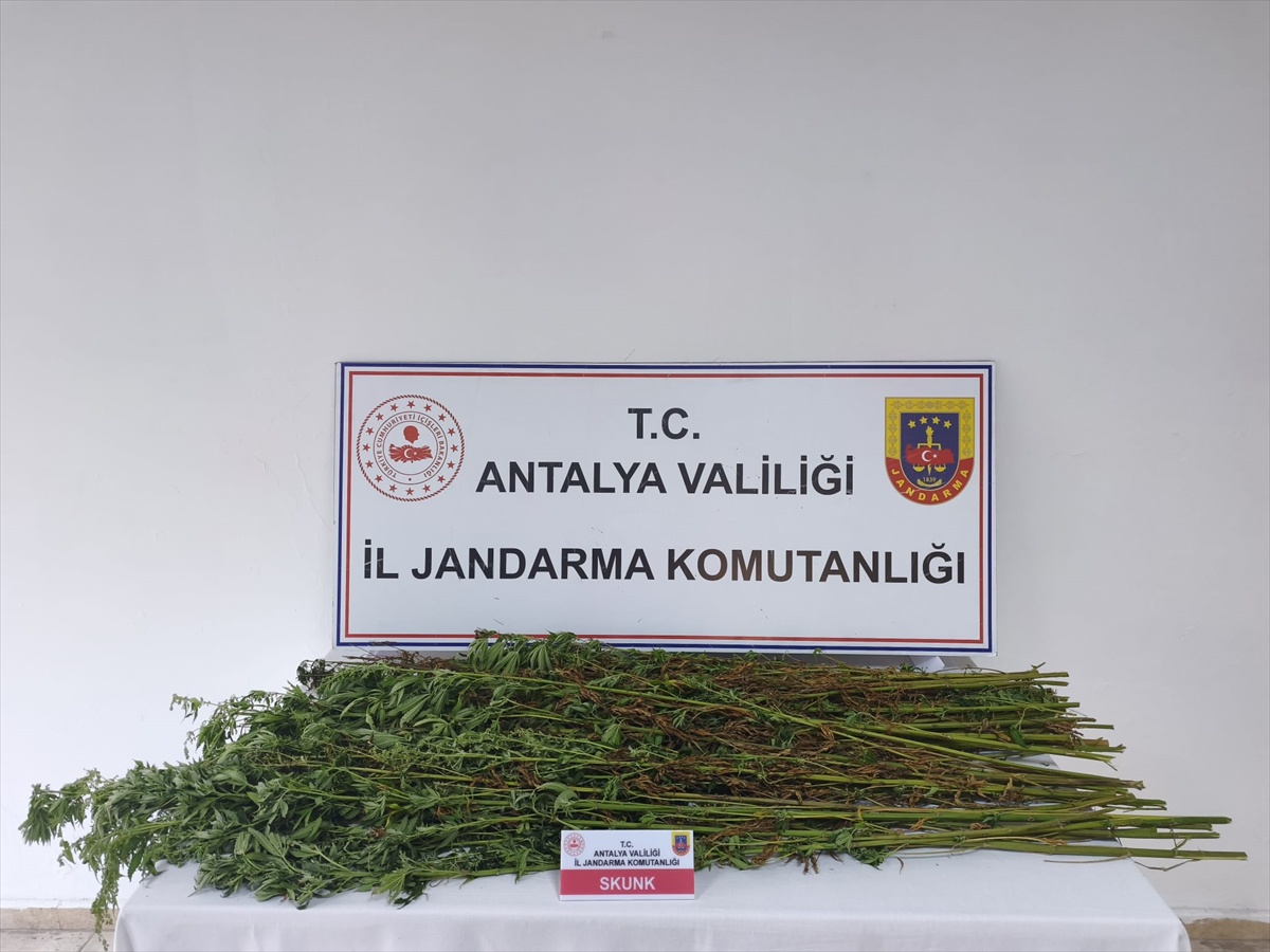 Antalya Serik\'te jandarma ev ve arazide 80 kök kenevir bitkisi ele geçirdi
