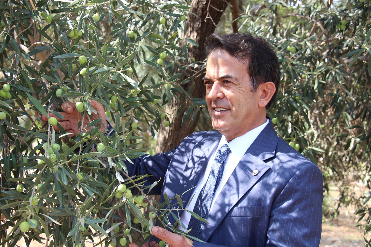 Antalya Zeytinpark\'taki 1200 yıllık zeytin ağacından 80-90 kilogram ürün bekleniyor