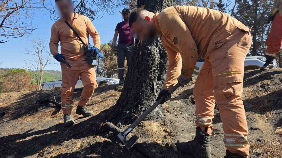 Balıkesir\'de 5 ilçede 60 hükümlü orman çalışmalarında görev alıyor