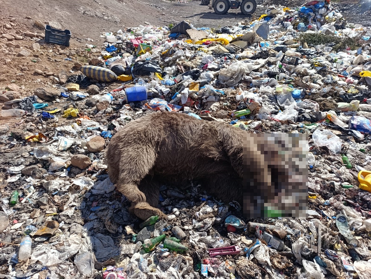 Kiğı\'daki çöp sahasında 3 bozayı kurşunlanmış olarak bulundu: Dernekten araştırma çağrısı