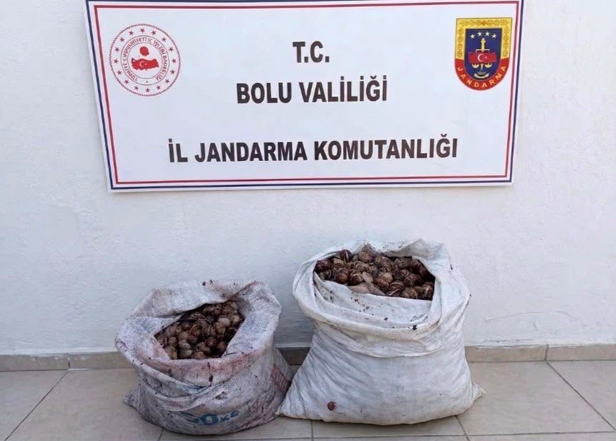 Bolu Çobankaya\'da izinsiz 60 kilogram salyangoz toplayan 2 kişi suçüstü yakalandı