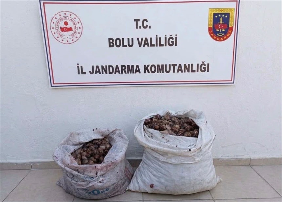 Bolu\'da jandarma kontrolünde izinsiz salyangoz toplayan 2 kişiye idari işlem yapıldı