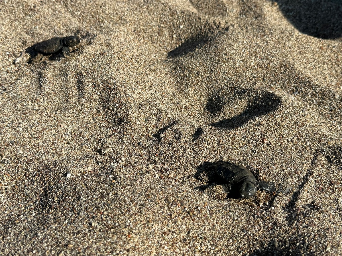 Çıralı\'da caretta koruma sezonu tamamlandı, 117 yuvadan 3 bin 500 yavru denize ulaştı