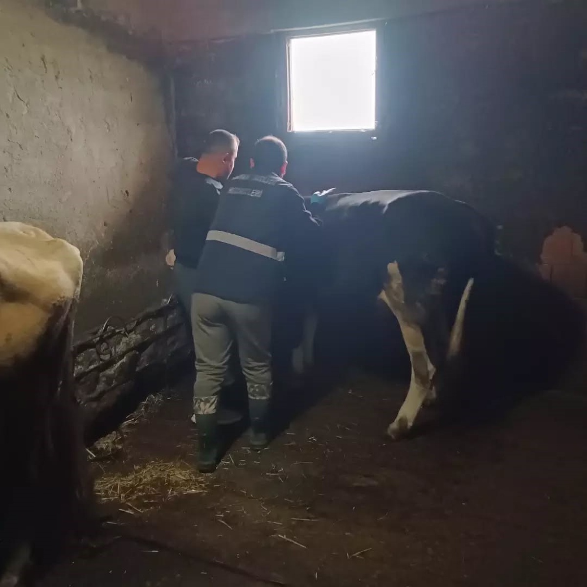 Düzce Yığılca\'da şap ve bruselloz aşısı yapıldı, düşen küpeler yenilendi