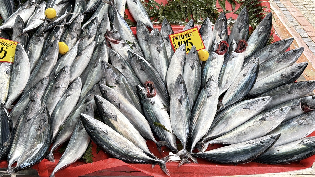 Edirne\'de palamut erken geldi, balıkçı Çimen tanesinin 125 lira olduğunu söyledi