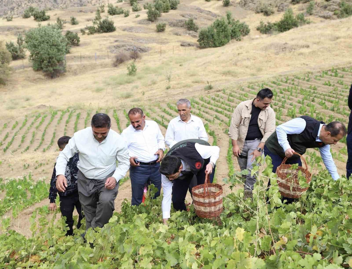 Hakkari Şemdinli\'de üzüm hasadı başladı, Kaymakam Erdoğan Tütünlü\'de hasada katıldı