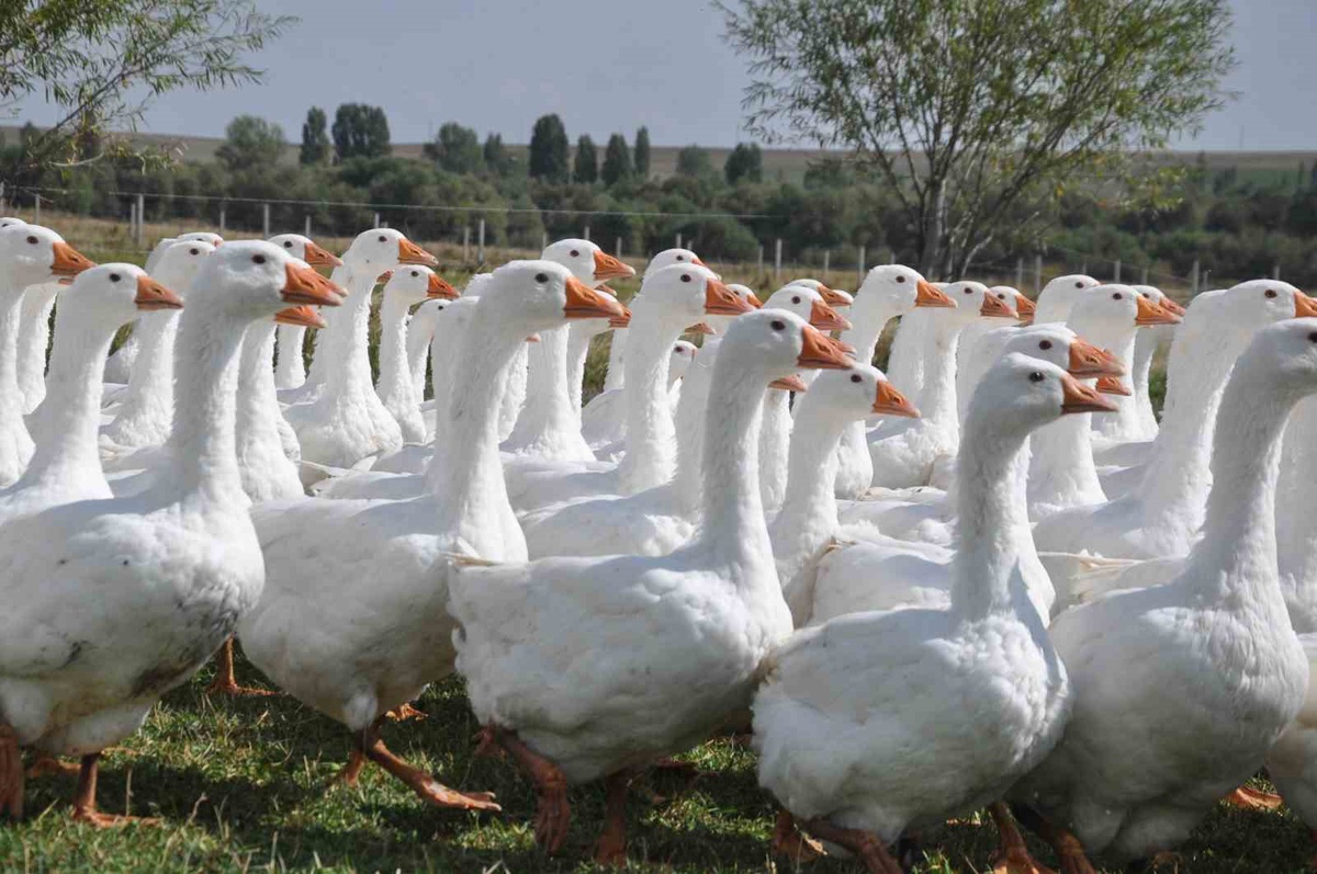 Kars kazında besi dönemi başladı, üreticiler dışarıdan gelen kazlardan yakındı