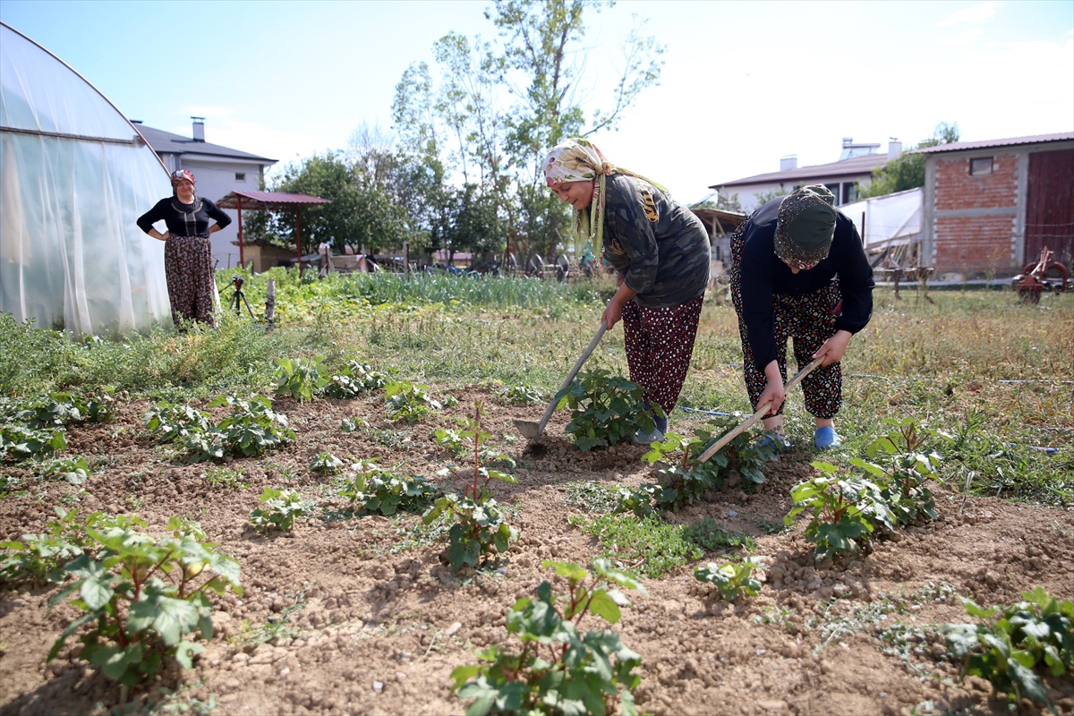 Gündelik işlerde çalışarak 120 sokak kedisine bakıyor: Onlara vefa borcum var