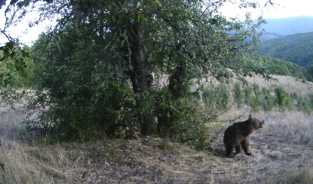 Kastamonu Azdavay\'da armut toplayan iki ayı fotokapana yansıdı