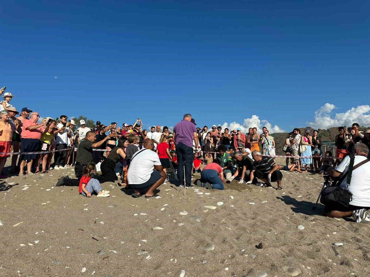 Kemer Çıralı\'da son caretta yuvası açıldı, 3 bin 500 caretta denize ulaştı