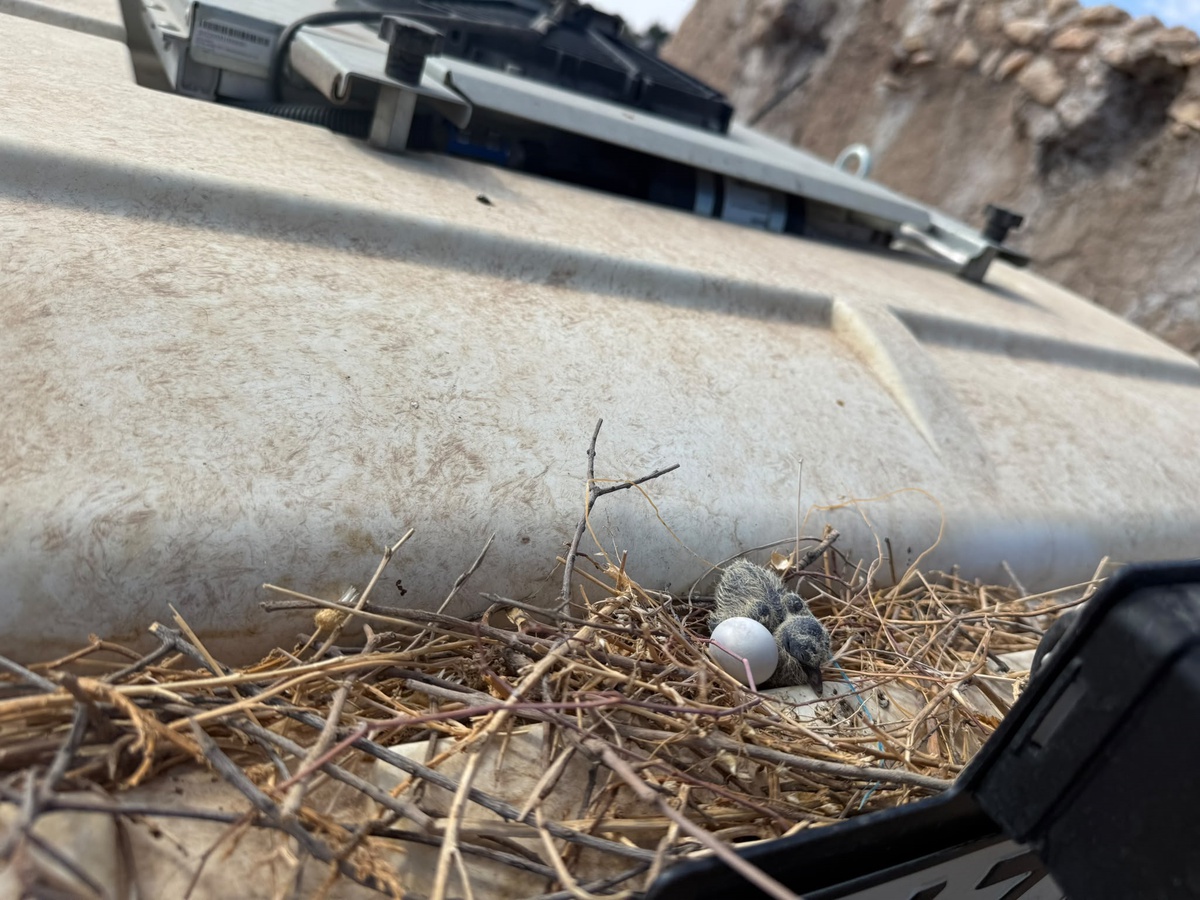 Mardin\'de Osman Ece, kumru yuvası için traktörünü çalıştırmadı, ilk yavru çıktı