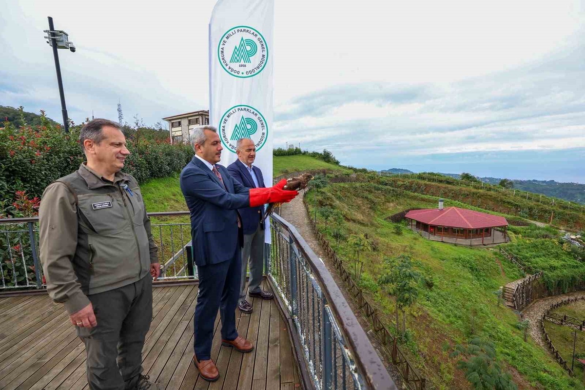 Rize\'de DKMP tarafından tedavi edilen 2 arı şahini, biri çiplenerek doğaya salındı