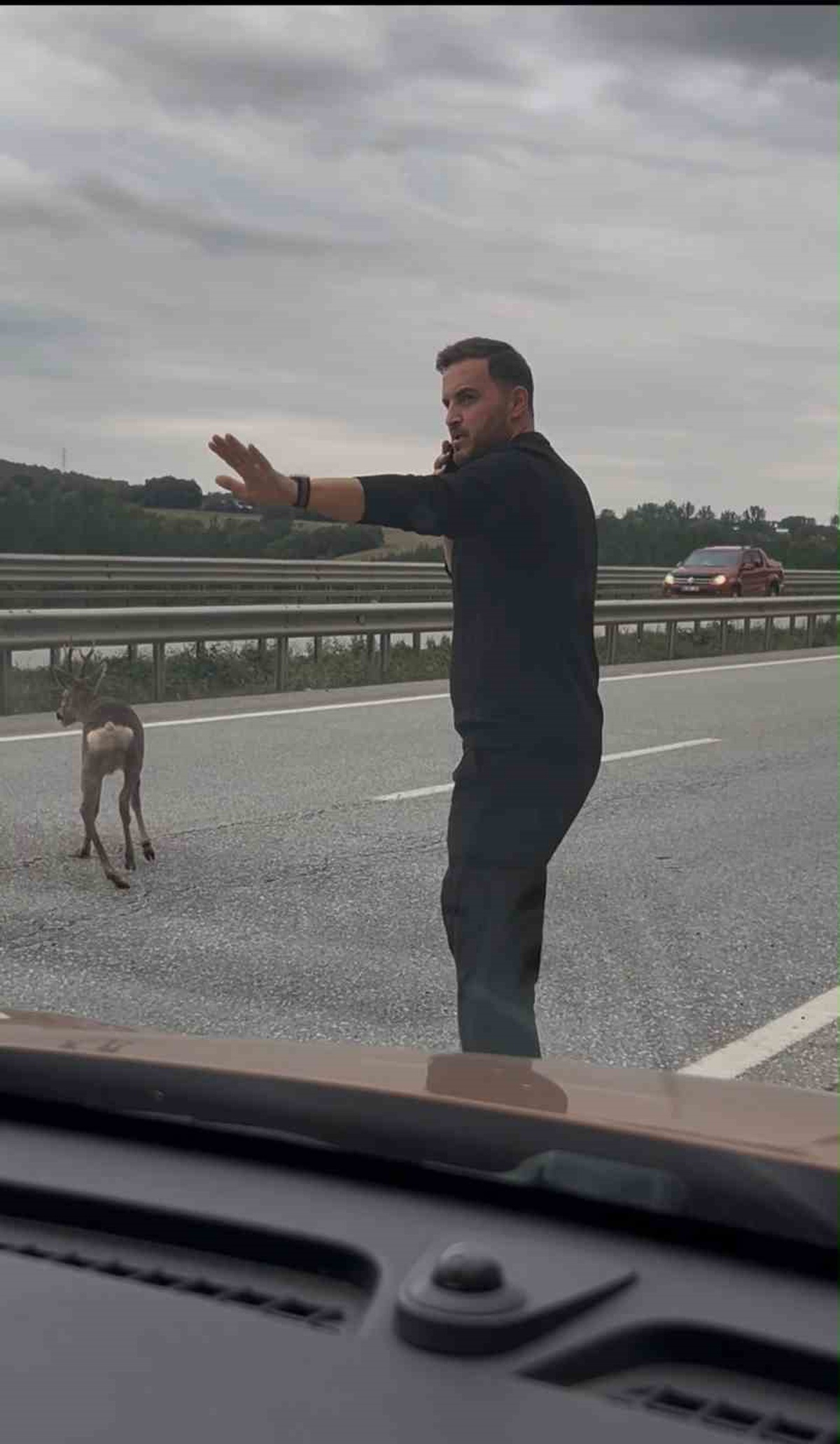 Samsun-Ankara kara yolunda yaralı geyiğe yardım eden aile, karşıya geçmesini sağladı