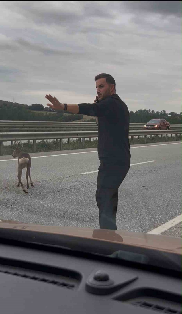 Samsun-Ankara kara yolunda yaralı geyiğe yardım eden aile, karşıya geçmesini sağladı