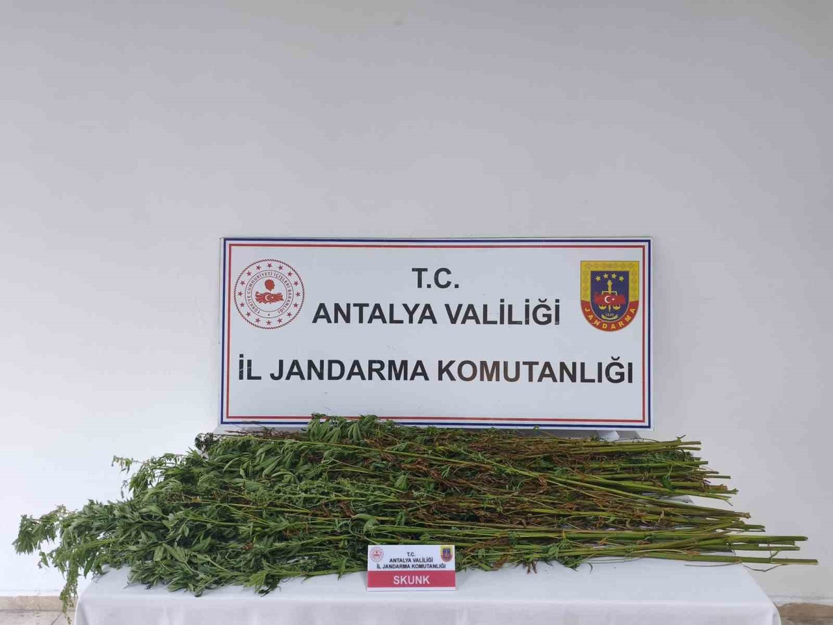 Serik\'te jandarma aramasında 80 kök kenevir bulundu, şüpheli gözaltına alındı