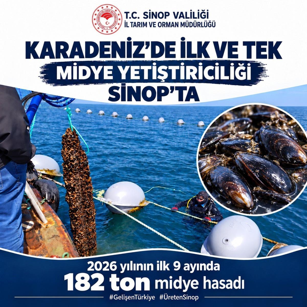 Karadeniz\'in ilk ve tek midye üretim üssü Sinop\'ta ilk 9 ayda 182 ton hasat yapıldı