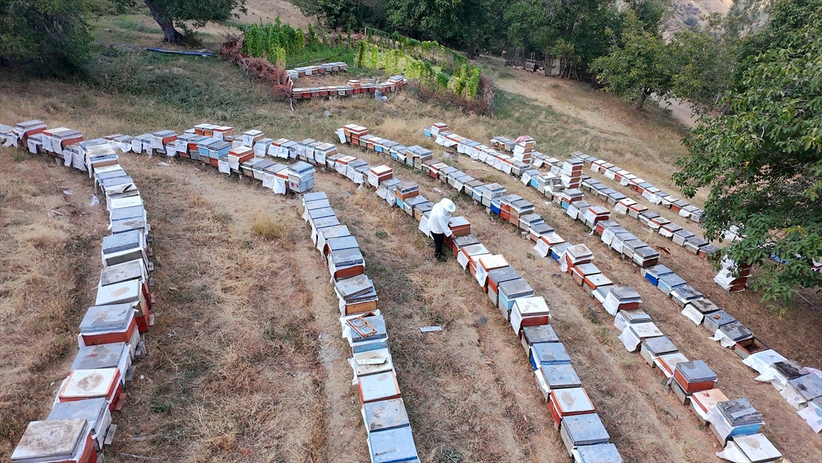 Van Bahçesaray\'da arıcı, 10 kovanla başladı, 650 kovana ulaştı, 3 ton bal bekliyor