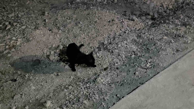 Van Gölü kıyısında kedi, fareyi yaklaşık iki saat yakalayıp serbest bıraktı