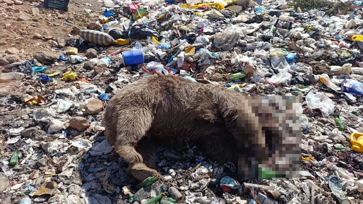 Bingöl Valiliği, Kiğı\'da öldürülen 3 bozayı için soruşturma yürütüyor