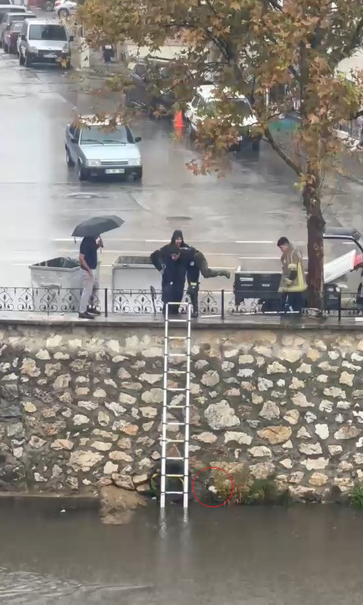 Bursa Gemlik\'te sağanakta Karsak Deresi\'ne düşen yavru kediyi itfaiye kurtardı