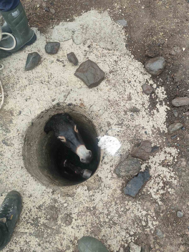 Elazığ Karakoçan'da kuyuya düşen eşeği itfaiye halatla kurtarıp sahibine teslim etti