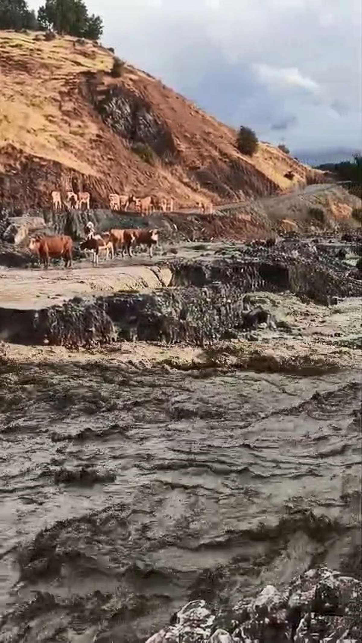 Elazığ Palu Gökdere\'de taşkında mahsur kalan inekler yağmur durunca kurtuldu