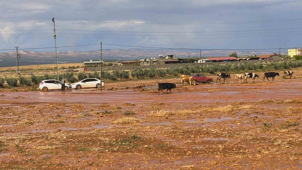 Hatay Reyhanlı\'da sel tarım arazilerini vurdu, insanlar ve hayvanlar zor anlar yaşadı