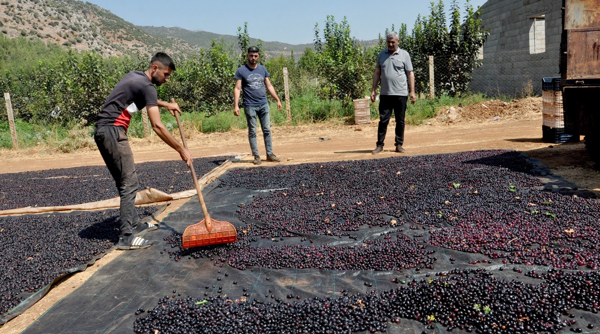 İslahiye\'de tescilli Antep karası üzümünde kurutma başladı, 3 bin ton bekleniyor