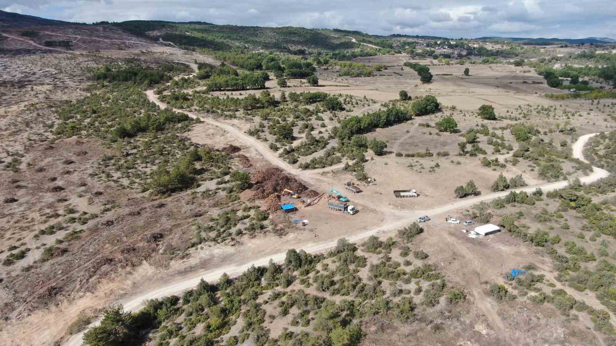 Kastamonu Araç\'ta 2 bin 736 hektar alanda temizlik sürüyor, kökler enerjiye dönüşüyor