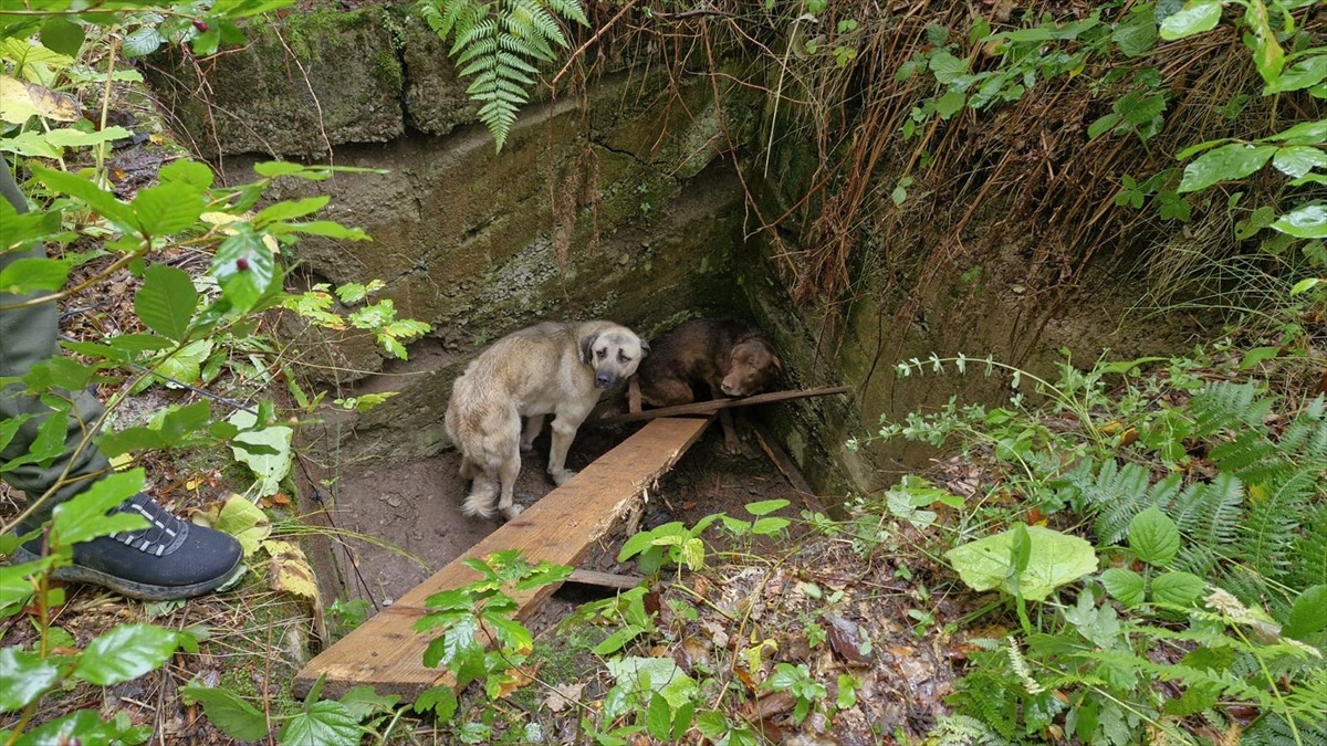 Kastamonu Bozkurt\'ta foseptik çukuruna düşen 2 köpek ekip çalışmasıyla kurtarıldı