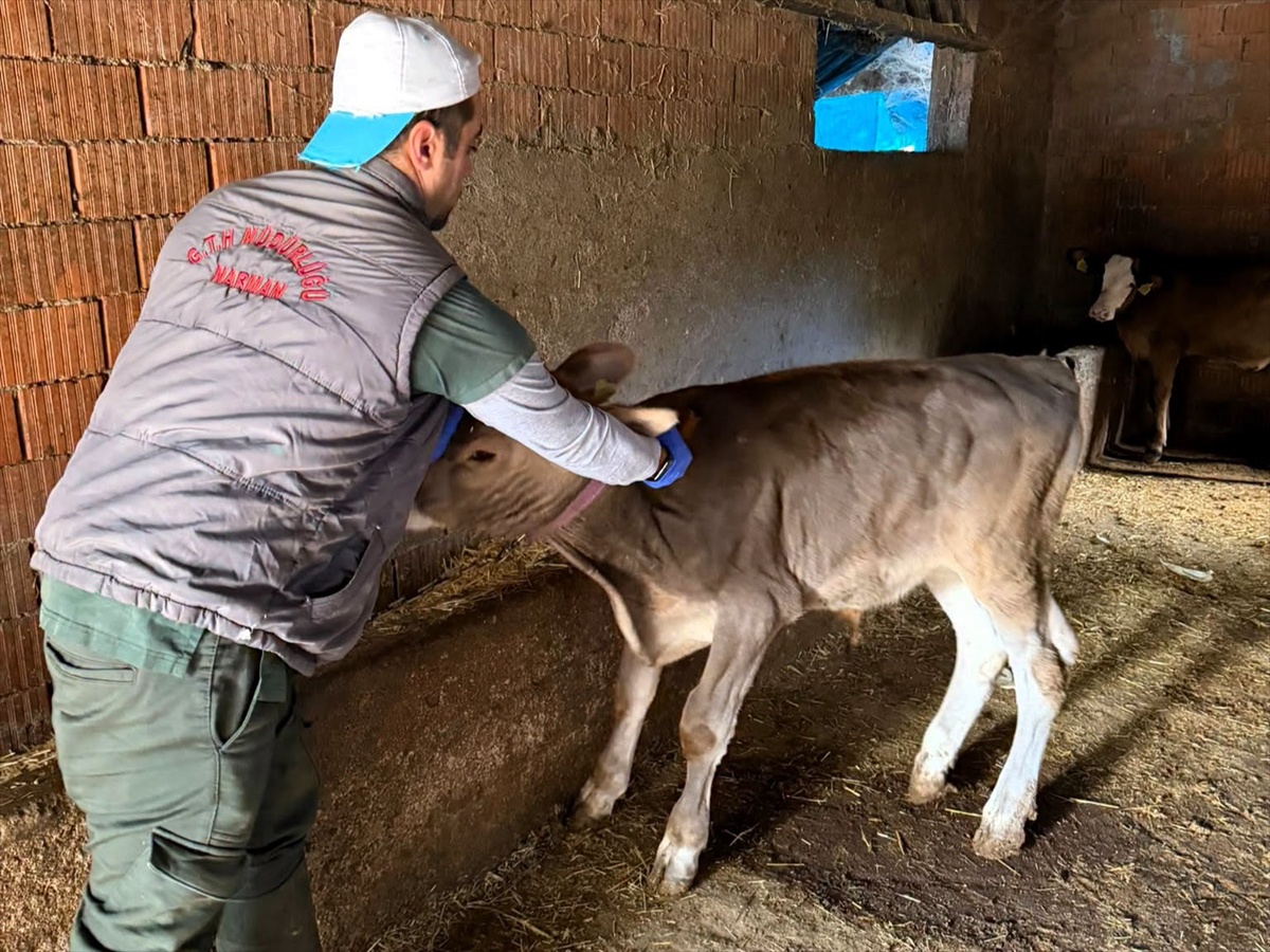 Kırklareli Kofçaz\'da hayvancılık işletmelerinde aşılama ve sağlık kontrolü sürüyor