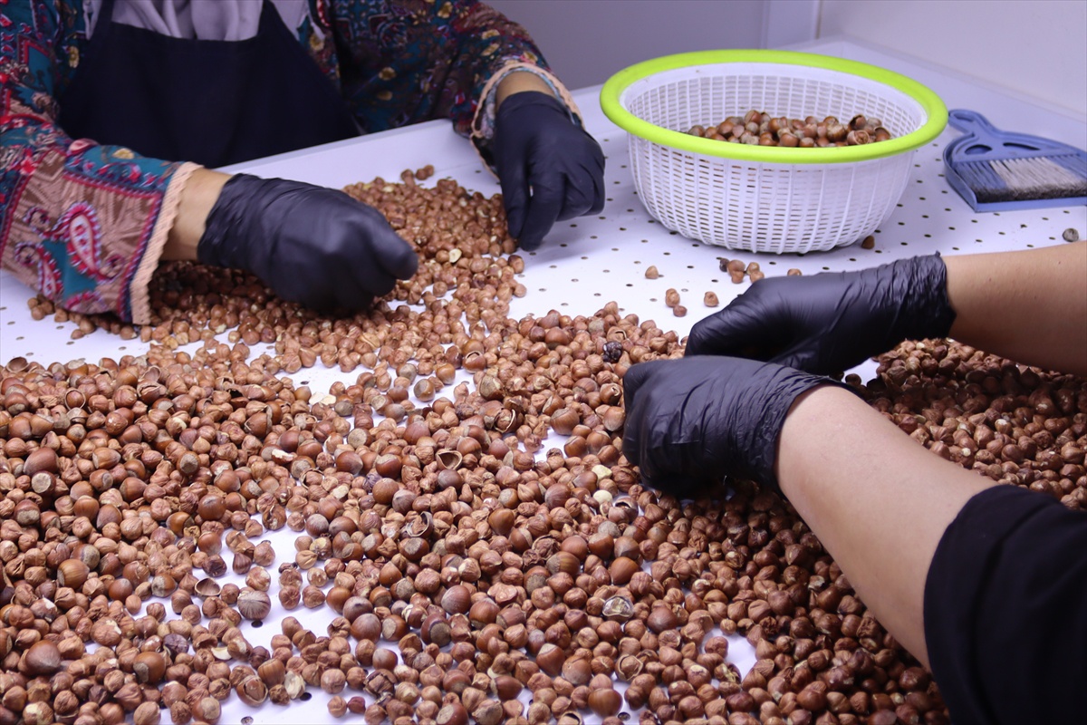 Ordu\'da üreticiler fındığını satmak yerine Ünye\'deki tesiste işletiyor