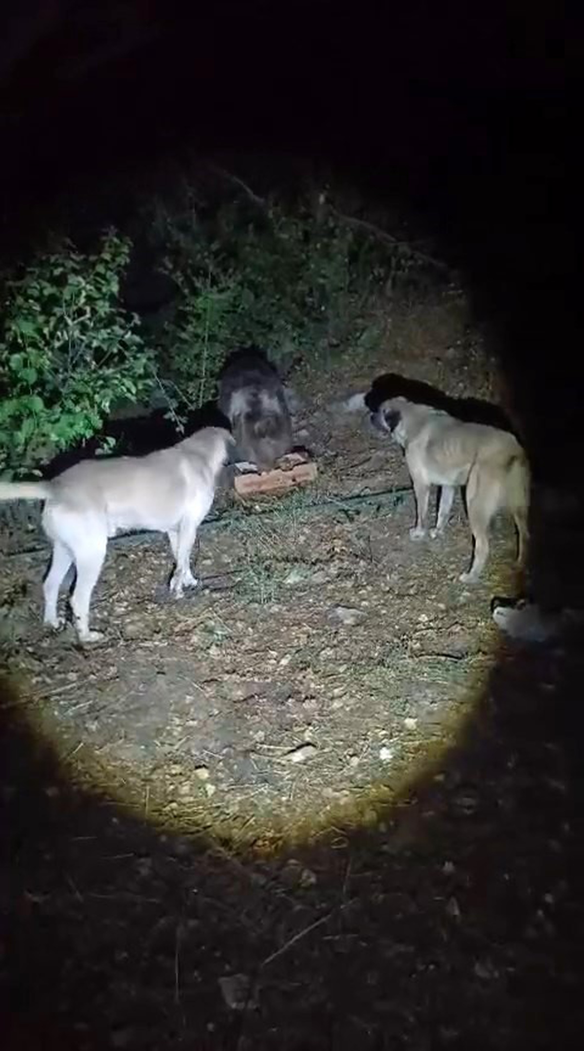 Tunceli\'de kampçıların karşılaştığı ayı, köpek havlamasına aldırmadan yiyecek yedi