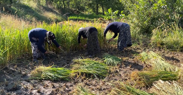 Artvin Yusufeli'de üreticiler 4 aylık süreç sonunda çeltik hasadına orakla başladı