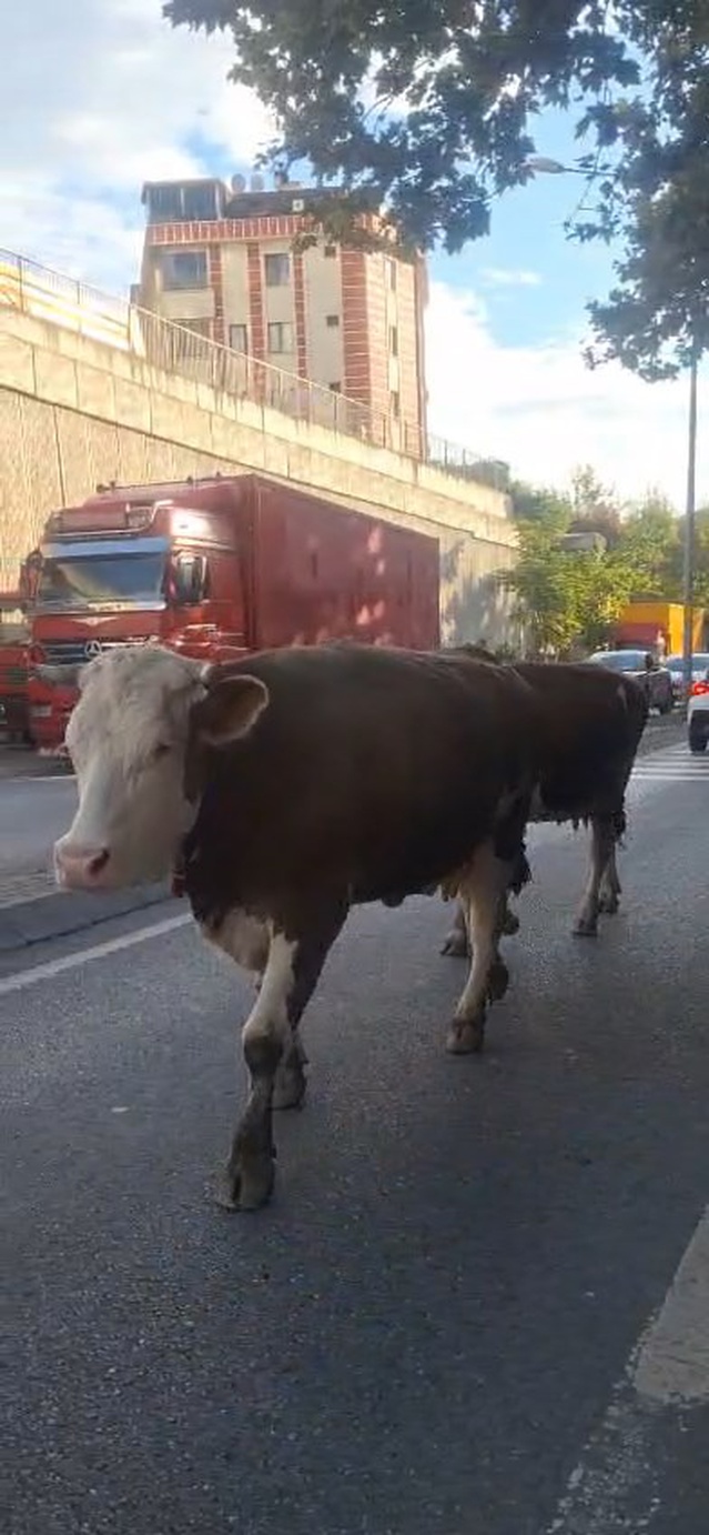 Sahiplerince başıboş bırakıldıkları öne sürülen inekler Ataşehir'de trafiğe çıktı