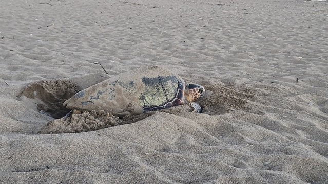 Belek sahilinde caretta sezonu kapandı: 2 bin 600 yuvadan 100 binin üzerinde yavru denizle buluştu