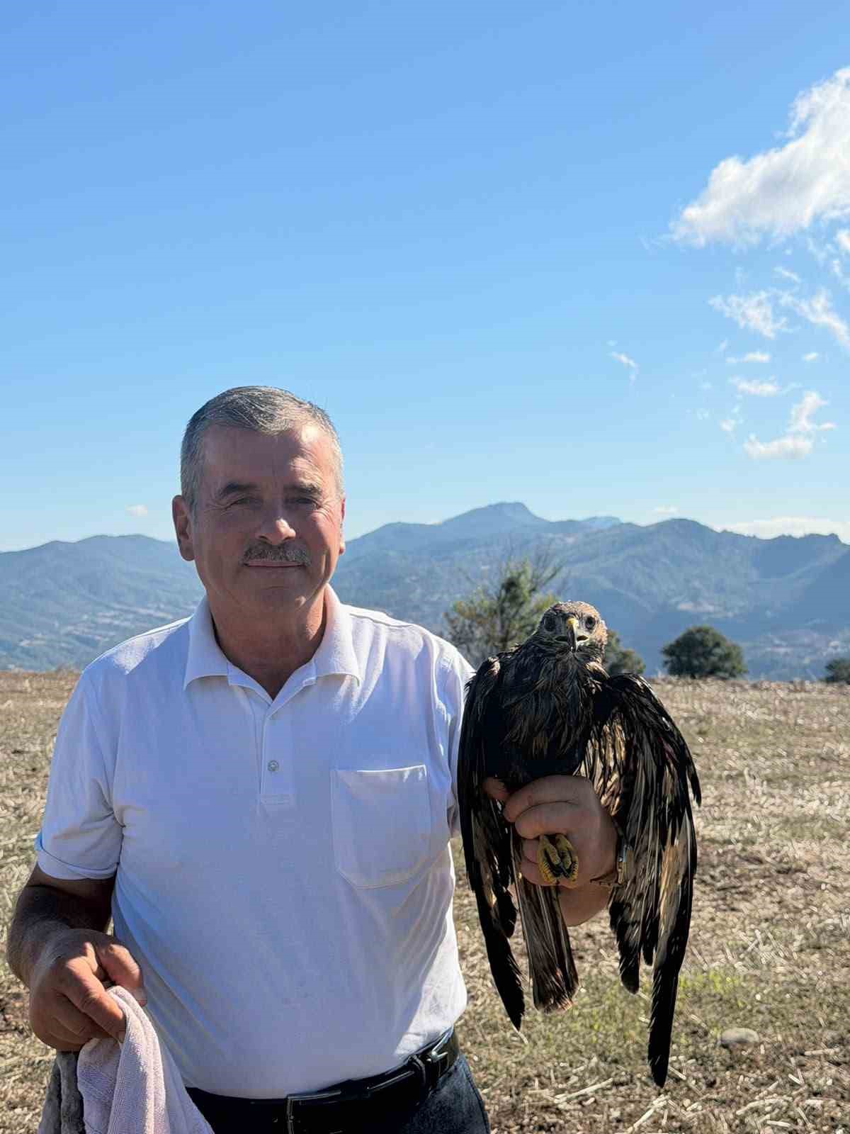 Bolu Göynük\'te asfalta bulaşan şahini muhtar Metin Keskin kurtarıp doğaya bıraktı